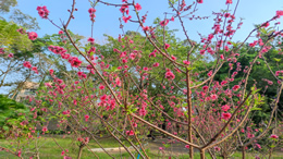 湛江海湾大桥7月18日11时起恢复正常通行